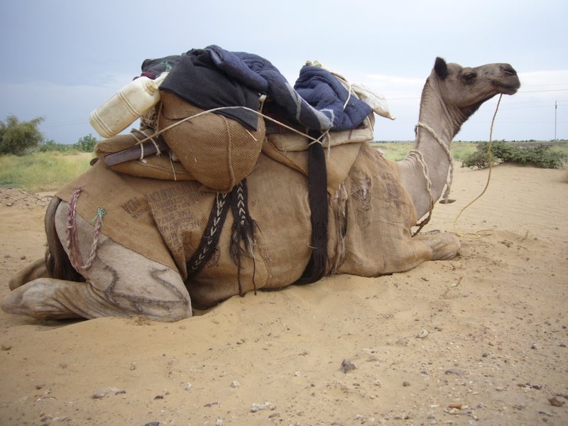 Travel - India - Rajasthan - Desert Camel Trip - Meet The Camels